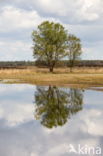 Berk (Betula)