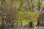 Birch (Betula)