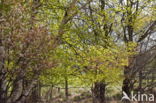 Birch (Betula)