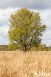 Birch (Betula)