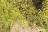 Birch (Betula)