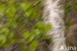 Birch (Betula)