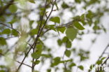Birch (Betula)