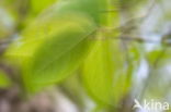 Birch (Betula)