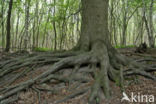 Beuk (Fagus sylvatica)