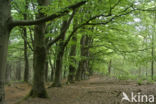 Beuk (Fagus sylvatica)