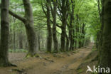 Beech (Fagus sylvatica)