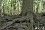 Beech (Fagus sylvatica)