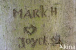 Beech (Fagus sylvatica)