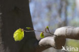 Beuk (Fagus sylvatica)