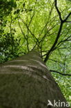 Beuk (Fagus sylvatica)