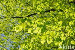 Beech (Fagus sylvatica)