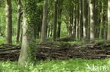 Beech (Fagus spec.)