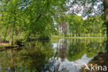 Beech (Fagus sylvatica)