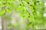 Beech (Fagus spec.)