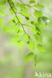 Beech (Fagus spec.)