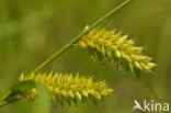 Bladder Sedge (Carex vesicaria)