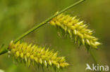 Bladder Sedge (Carex vesicaria)