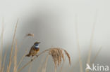 Bluethroat (Luscinia svecica)