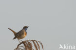 Bluethroat (Luscinia svecica)