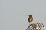 Bluethroat (Luscinia svecica)