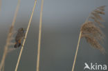 Bluethroat (Luscinia svecica)