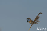 Bluethroat (Luscinia svecica)