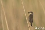 Blauwborst (Luscinia svecica)