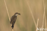 Blauwborst (Luscinia svecica)