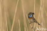 Blauwborst (Luscinia svecica)