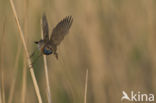 Blauwborst (Luscinia svecica)