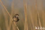 Bluethroat (Luscinia svecica)