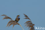 Bluethroat (Luscinia svecica)