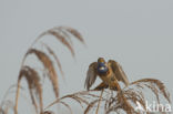 Bluethroat (Luscinia svecica)