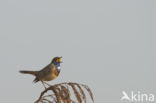 Bluethroat (Luscinia svecica)