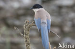 Blauwe Ekster (Cyanopica cyanus)