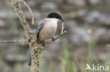 Blauwe Ekster (Cyanopica cyanus)