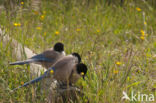 Blauwe Ekster (Cyanopica cyanus)