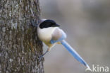 Blauwe Ekster (Cyanopica cyanus)