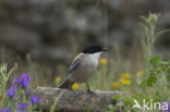 Blauwe Ekster (Cyanopica cyanus)