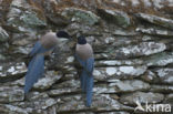 Blauwe Ekster (Cyanopica cyanus)