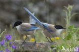 Blauwe Ekster (Cyanopica cyanus)