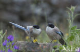 Blauwe Ekster (Cyanopica cyanus)