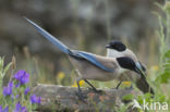 Blauwe Ekster (Cyanopica cyanus)