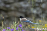 Blauwe Ekster (Cyanopica cyanus)