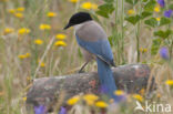 Blauwe Ekster (Cyanopica cyanus)