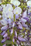 Blauwe regen (Wisteria sinensis)