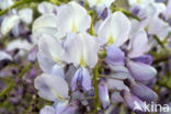 Chinese wisteria (Wisteria sinensis)