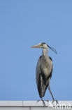 Grey Heron (Ardea cinerea)