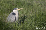 Blauwe Reiger (Ardea cinerea)